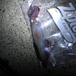 シーバスどこへ…