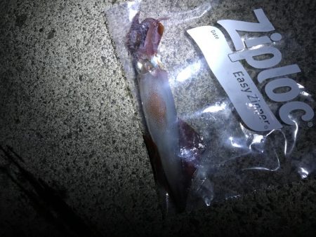 シーバスどこへ…