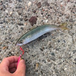 朝まずめジギング