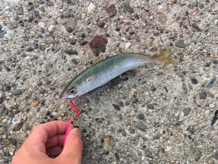 朝まずめジギング