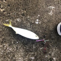 隣の人はいっぱい釣れてたけど、、