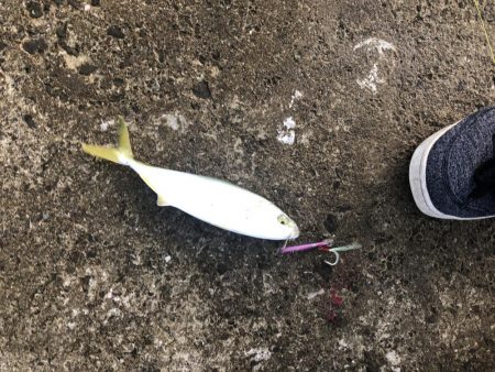 隣の人はいっぱい釣れてたけど、、