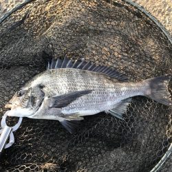 チヌもイカも！