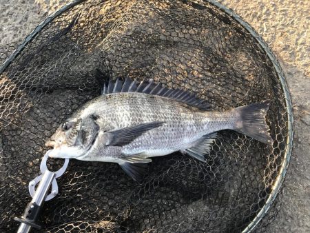 チヌもイカも！