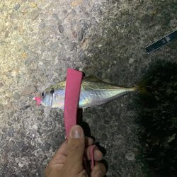 ナイトアジング!