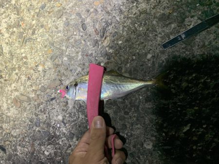 ナイトアジング!