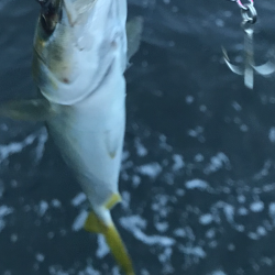 ツバス釣れ過ぎ