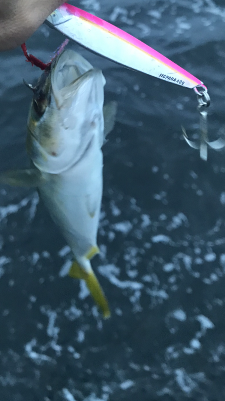 ツバス釣れ過ぎ