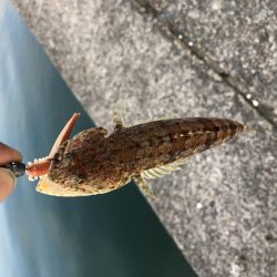 またまたエギング