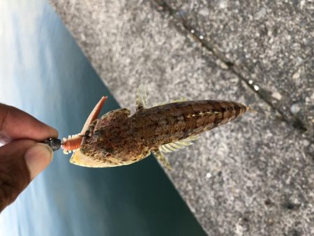 またまたエギング