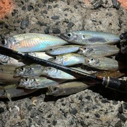 豆アジングときどき中アジ