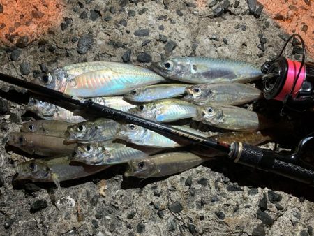 豆アジングときどき中アジ