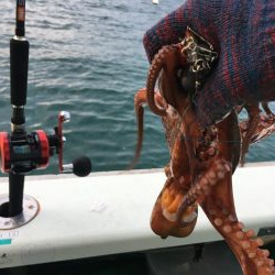 タコ釣り