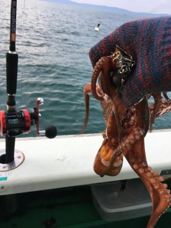 タコ釣り