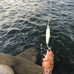 タチウオ調査！