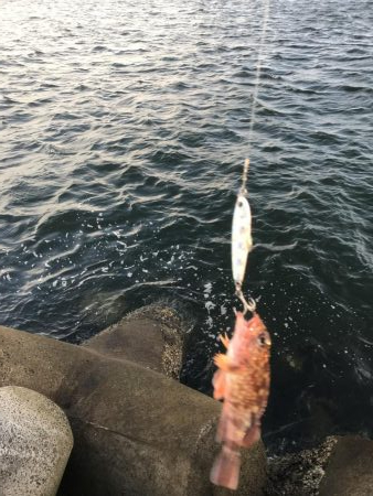 タチウオ調査！