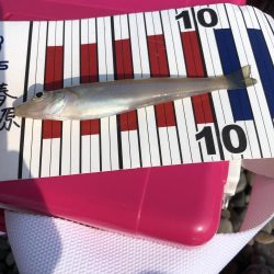 ライトタックルちょい投げ初‼︎