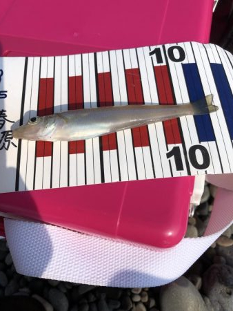 ライトタックルちょい投げ初‼︎