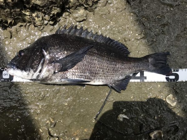 イチノ兄弟、釣果！