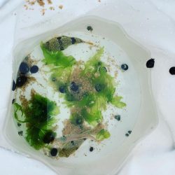 エギングとサビキ