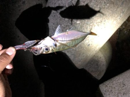 メバリング‼︎