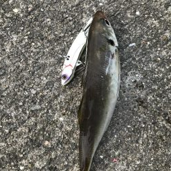 ツバス釣れず…