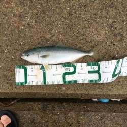 ツバスがデカくなってきた