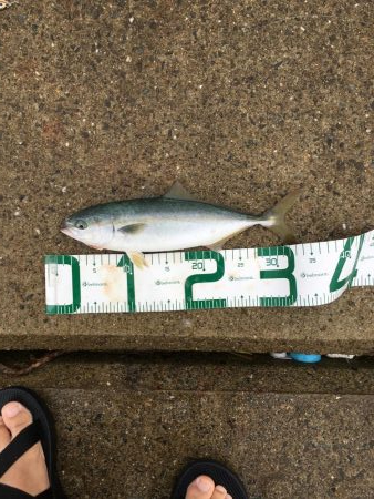 ツバスがデカくなってきた