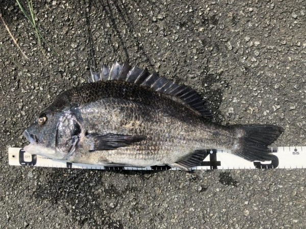 イチノ兄弟、釣果!