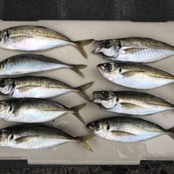 いいサイズのアジです