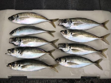 いいサイズのアジです