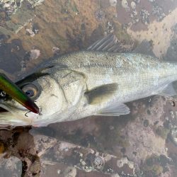 磯でのシーバス