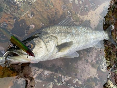 磯でのシーバス