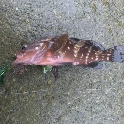 アコウ入れ食い