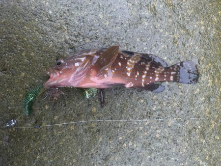 アコウ入れ食い