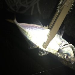 久々のアジング