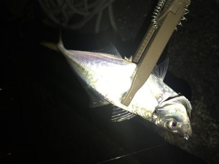 久々のアジング