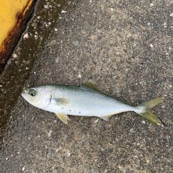 サビキでアジ、サバ、ハマチ？？