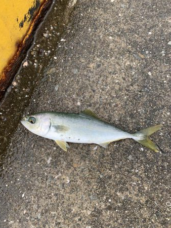 サビキでアジ、サバ、ハマチ？？