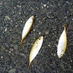 サビキ爆釣！！泳がせたりok