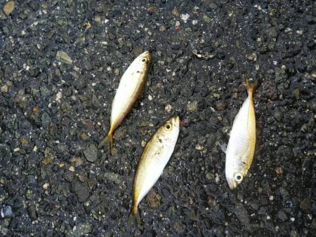 サビキ爆釣！！泳がせたりok