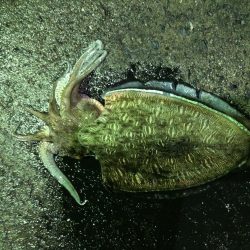 夏アオリを求めて…