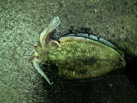 夏アオリを求めて…