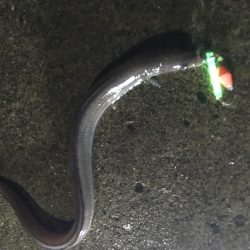 初ツバス、アナゴ