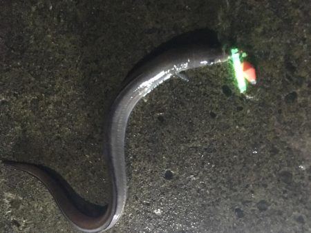 初ツバス、アナゴ