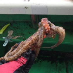 明石マダコ釣り