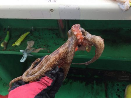 明石マダコ釣り