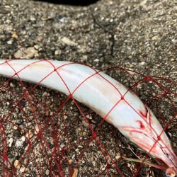 サバサバサバサバアジ