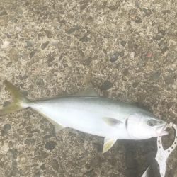 サワラ・ツバス