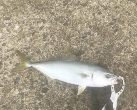 サワラ・ツバス